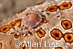 cucumber harlequin crab. by Allen Lee 